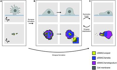 Coreceptors and <mark class="highlighted">TCR Signaling</mark> – the Strong and the Weak of It